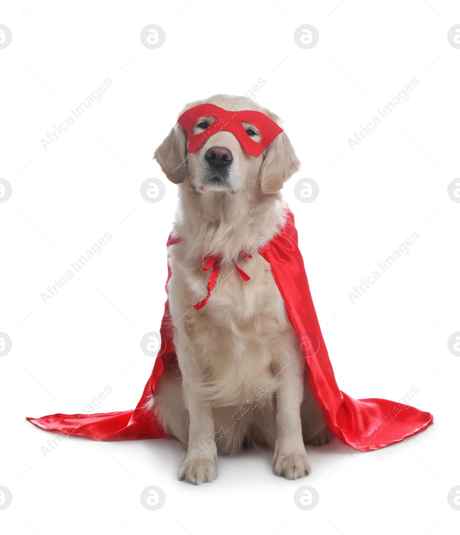 Photo of Adorable dog in red superhero cape and mask on white background