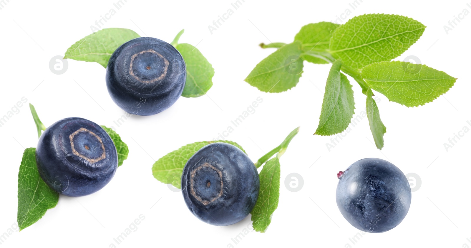 Image of Set with fresh ripe bilberries and green leaves isolated on white