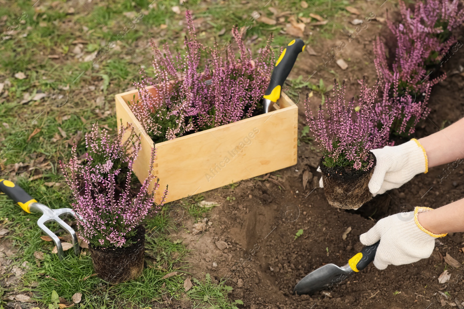 Photo of Woman planting flowering heather shrub outdoors, closeup