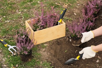 Woman planting flowering heather shrub outdoors, closeup