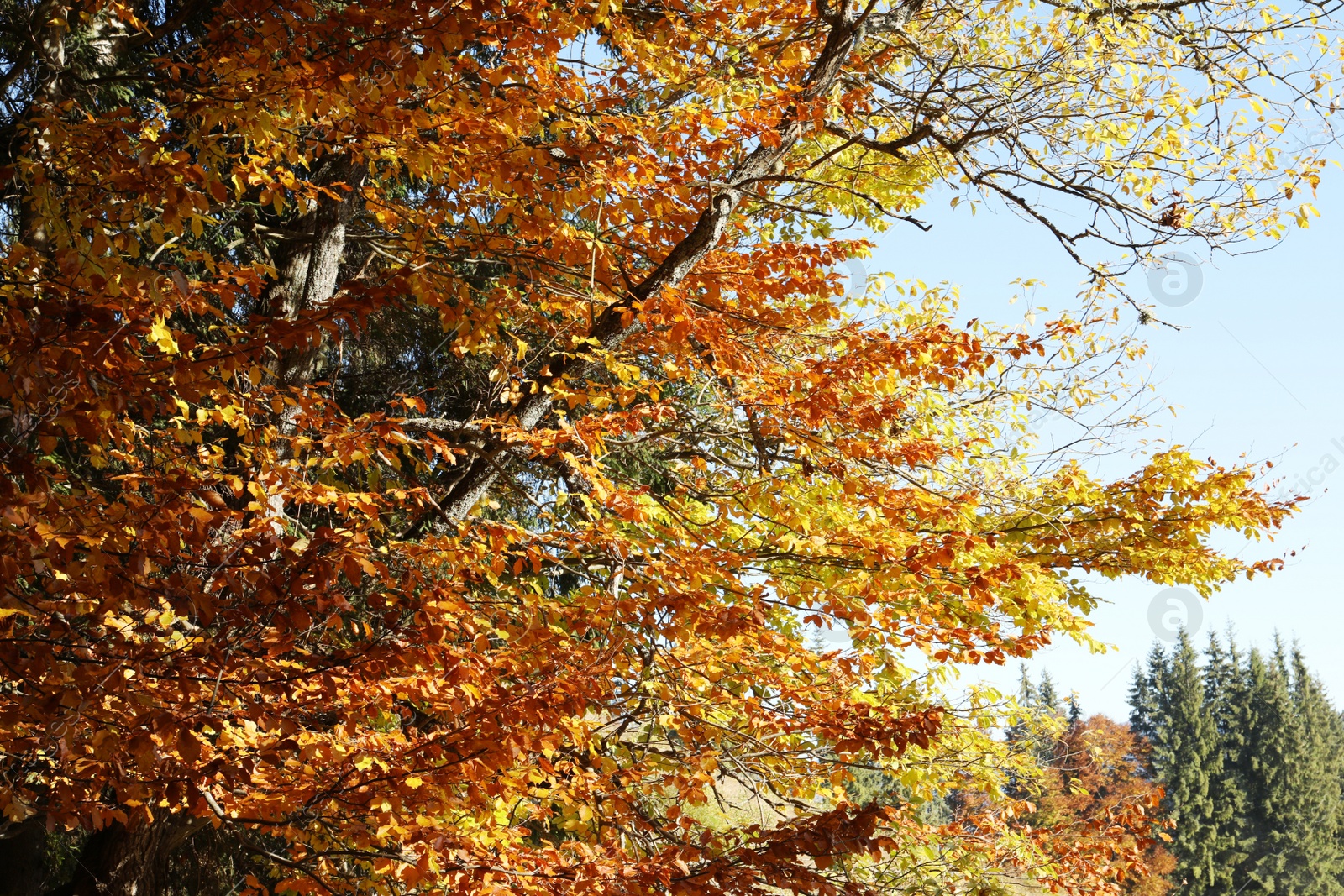 Photo of Beautiful tree with bright orange leaves in forest on sunny day. Autumn season