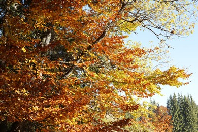 Photo of Beautiful tree with bright orange leaves in forest on sunny day. Autumn season