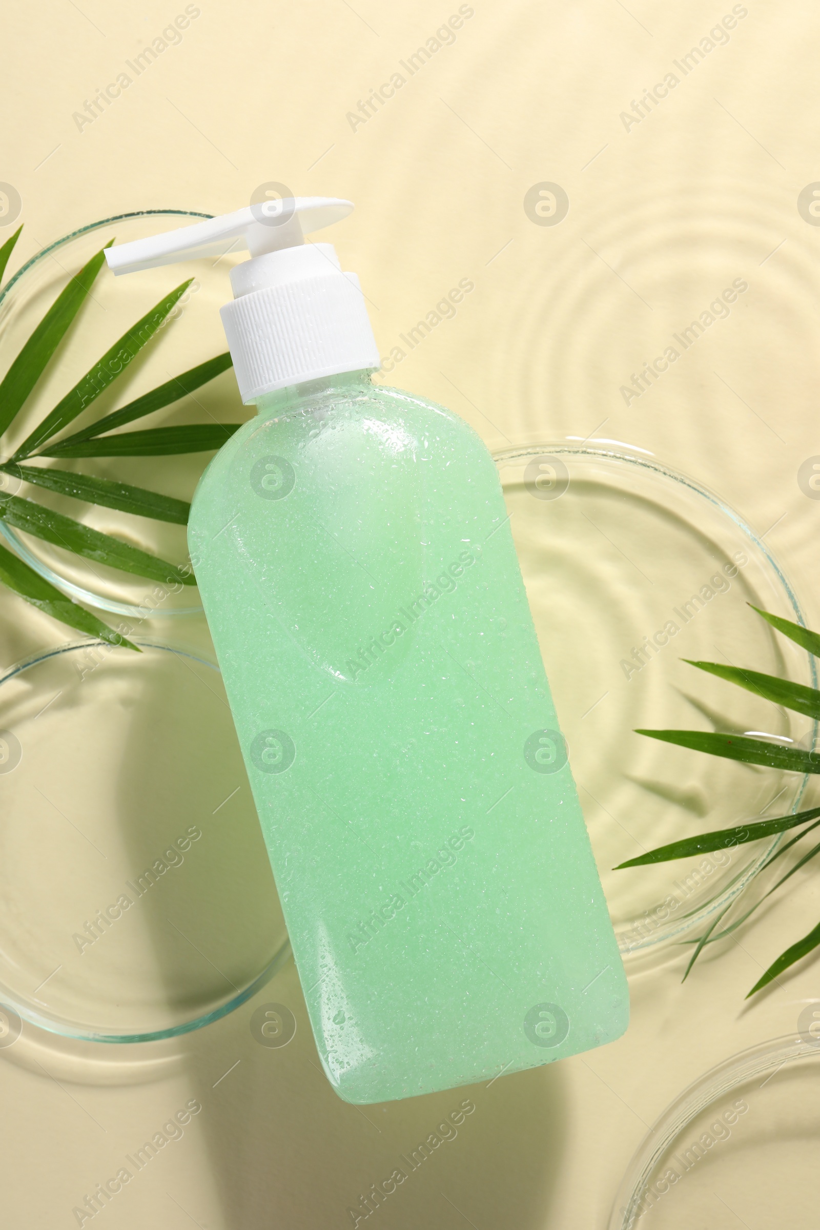 Photo of Bottle of face cleansing product, fresh leaves and petri dishes in water against beige background, flat lay