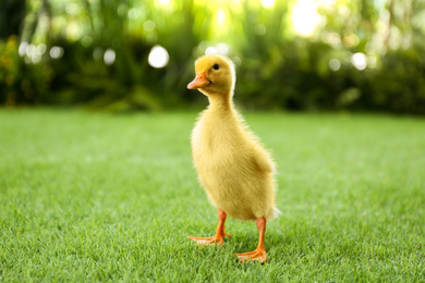 Photo of Cute fluffy baby duckling on green grass outdoors