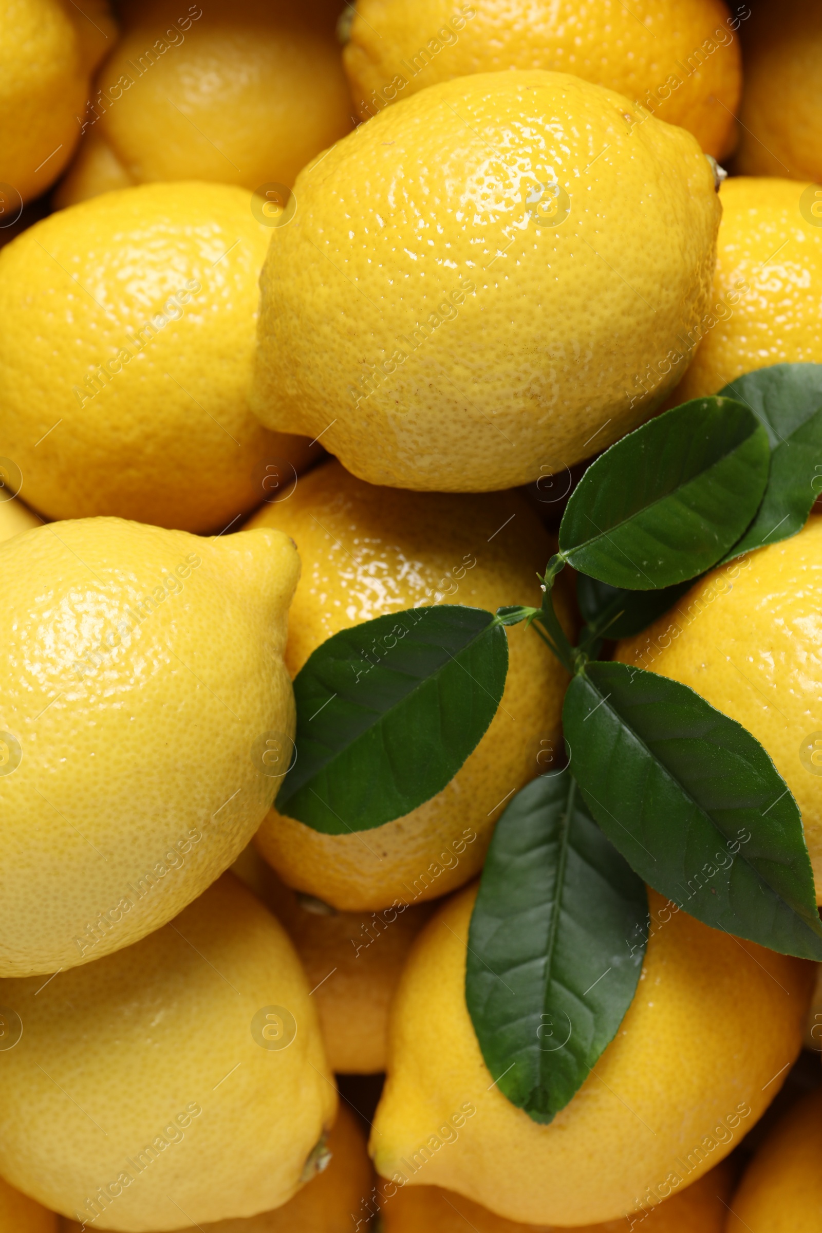 Photo of Fresh lemons and green leaves as background, top view