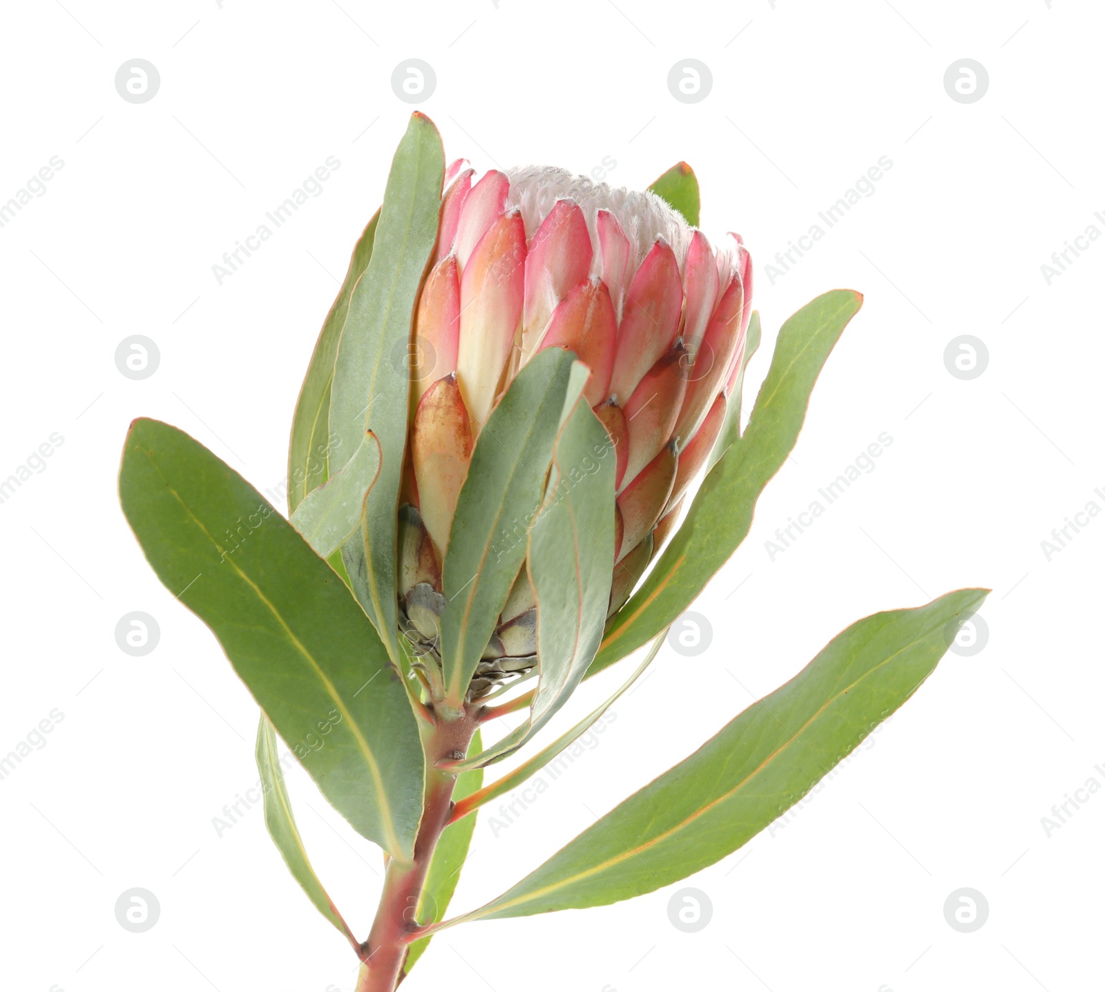 Photo of Beautiful protea flower on white background. Tropical plant