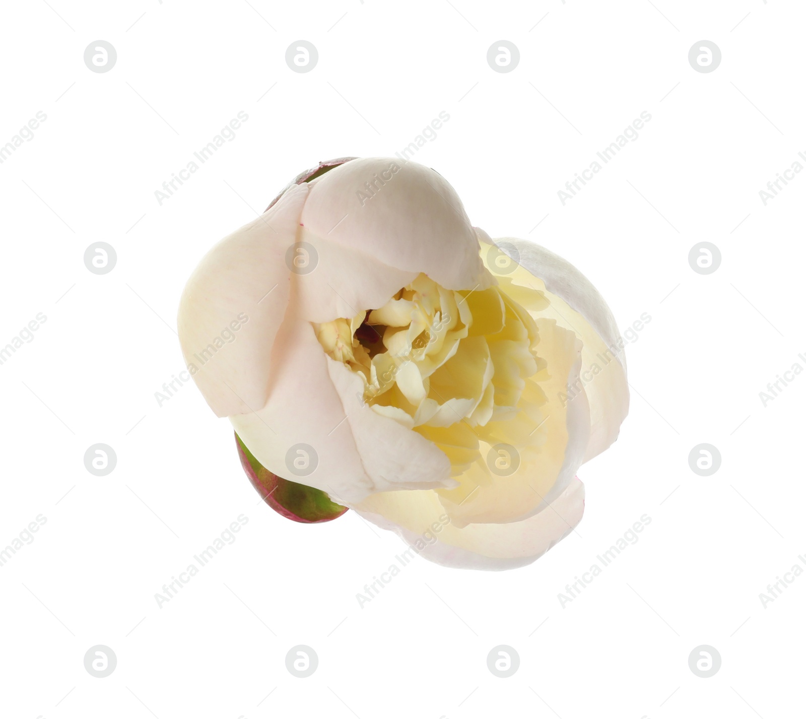 Photo of Beautiful fragrant peony flower isolated on white