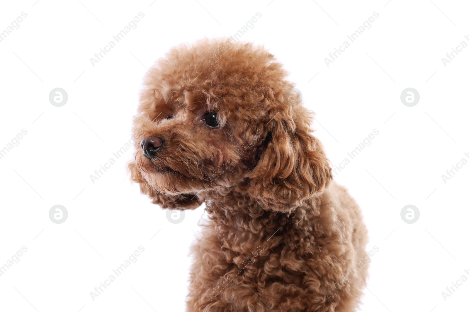 Photo of Cute Maltipoo dog on white background. Lovely pet