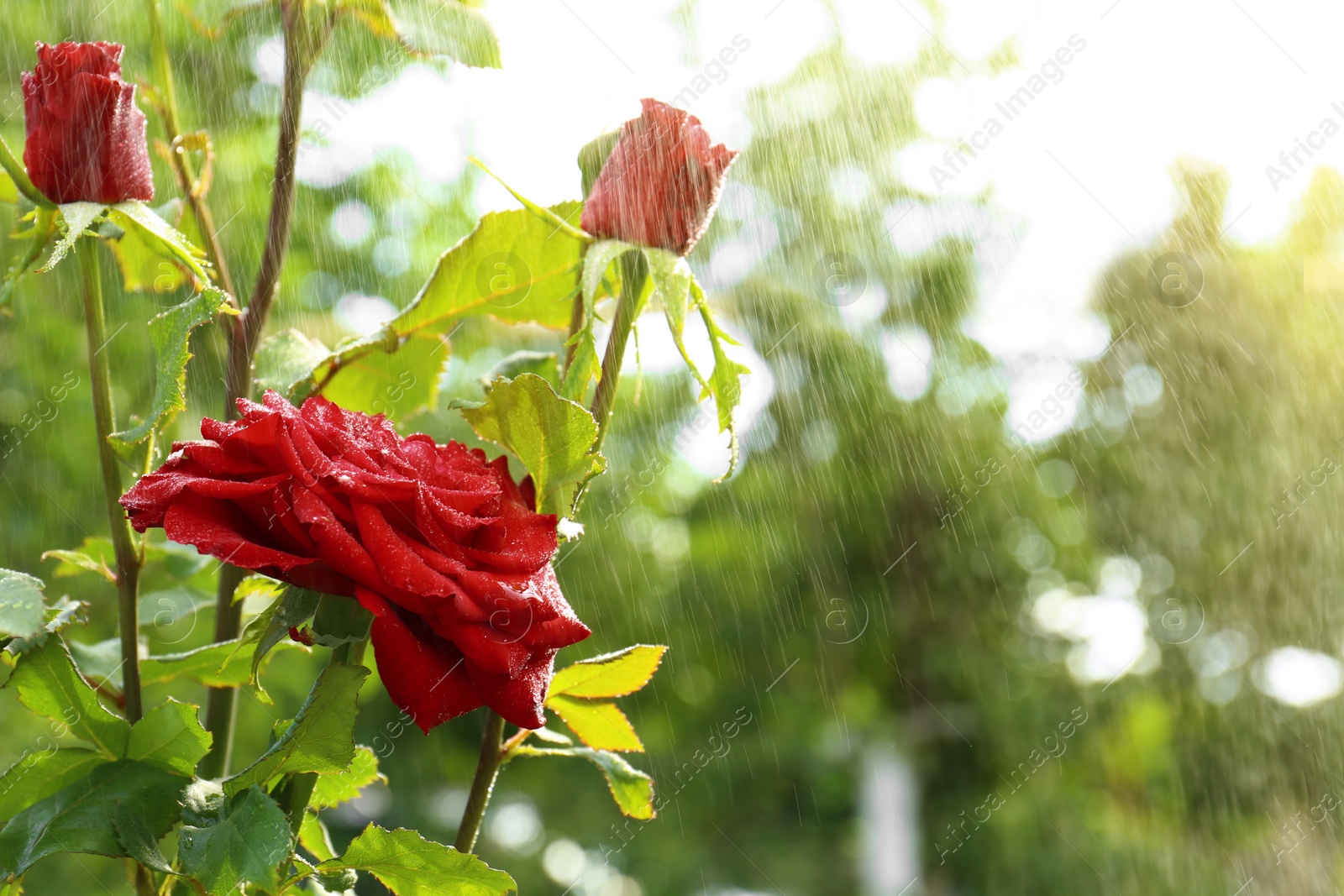 Photo of Watering beautiful blooming roses in garden on summer day. Space for text