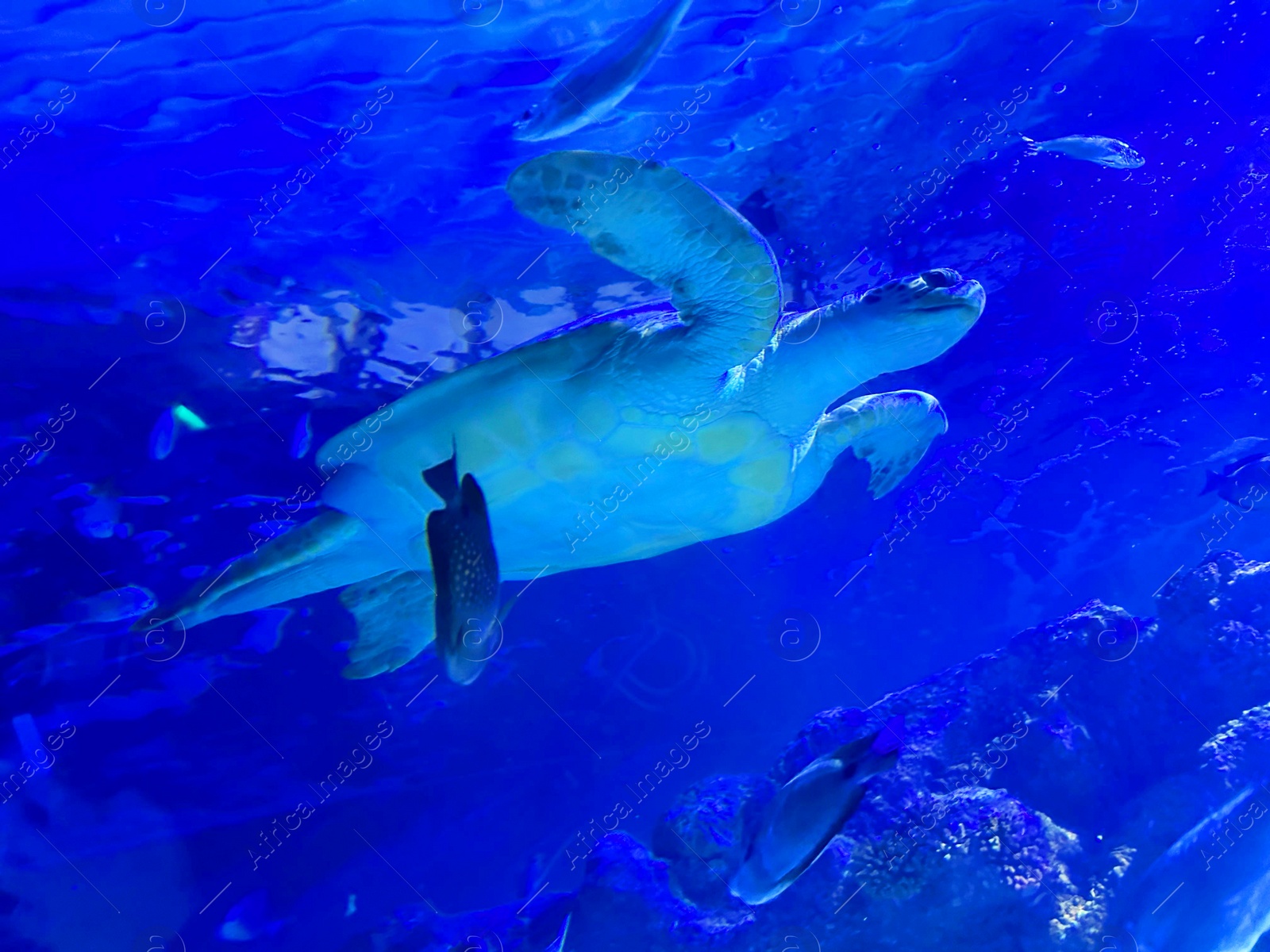 Photo of Beautiful turtle swimming in sea, low angle view. Underwater world