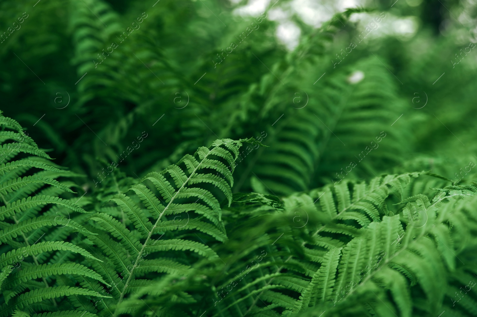 Photo of Beautiful green fern growing outdoors, closeup view