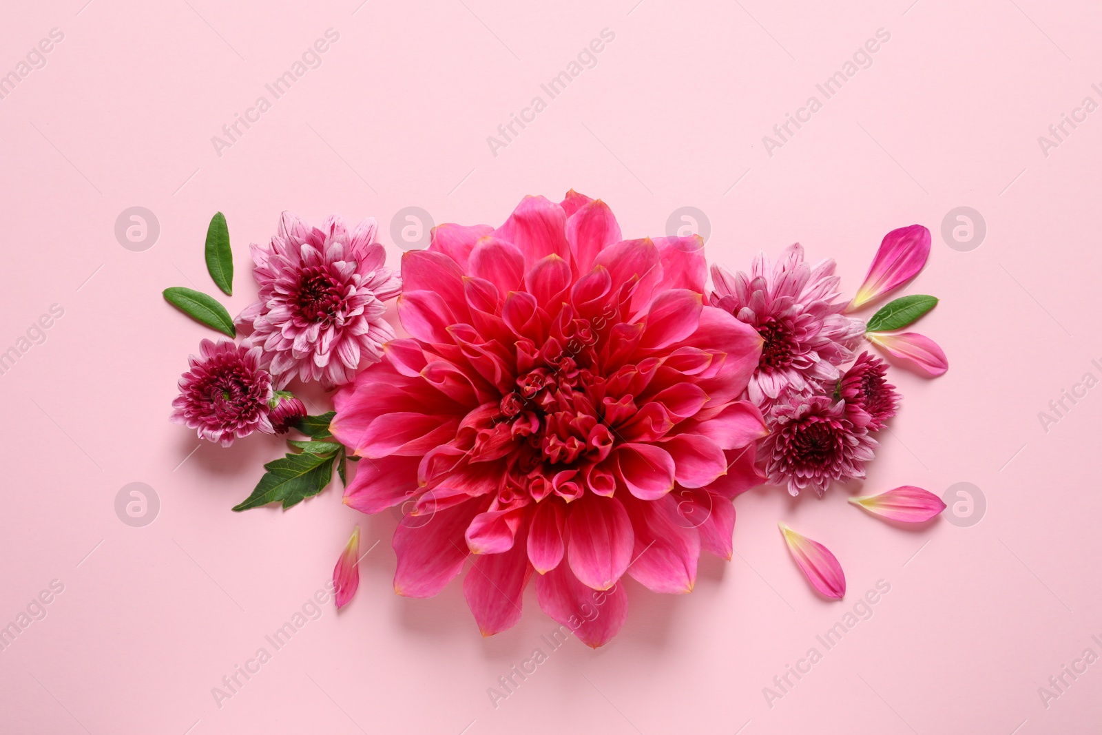 Photo of Flat lay composition with beautiful dahlia flowers on color background