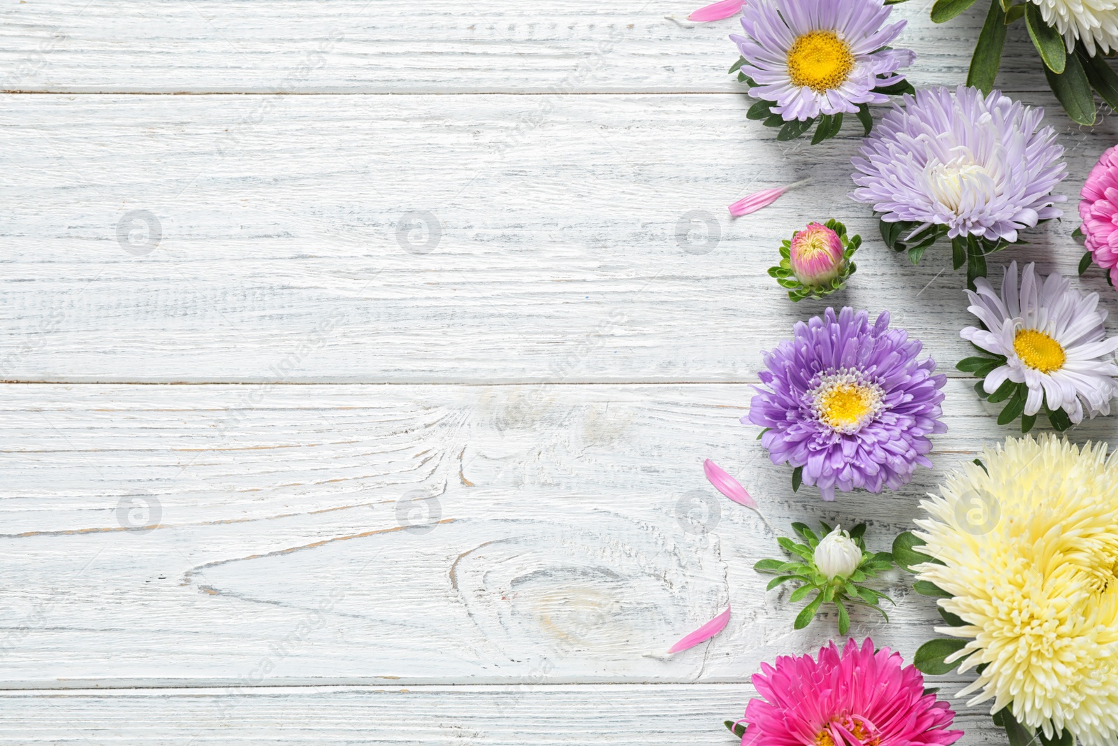 Photo of Flat lay composition with beautiful aster flowers on white wooden table. Space for text