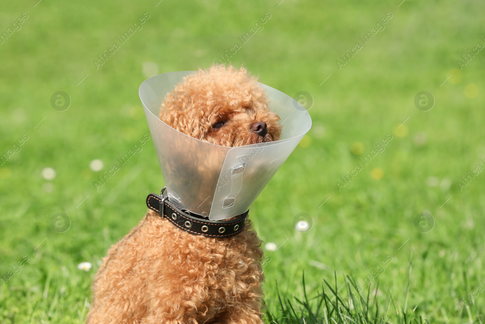 Photo of Cute Maltipoo dog with Elizabethan collar outdoors, space for text