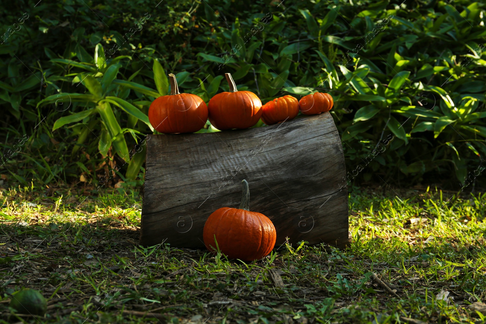 Photo of Many orange pumpkins and log on grass in garden