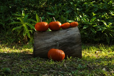 Many orange pumpkins and log on grass in garden