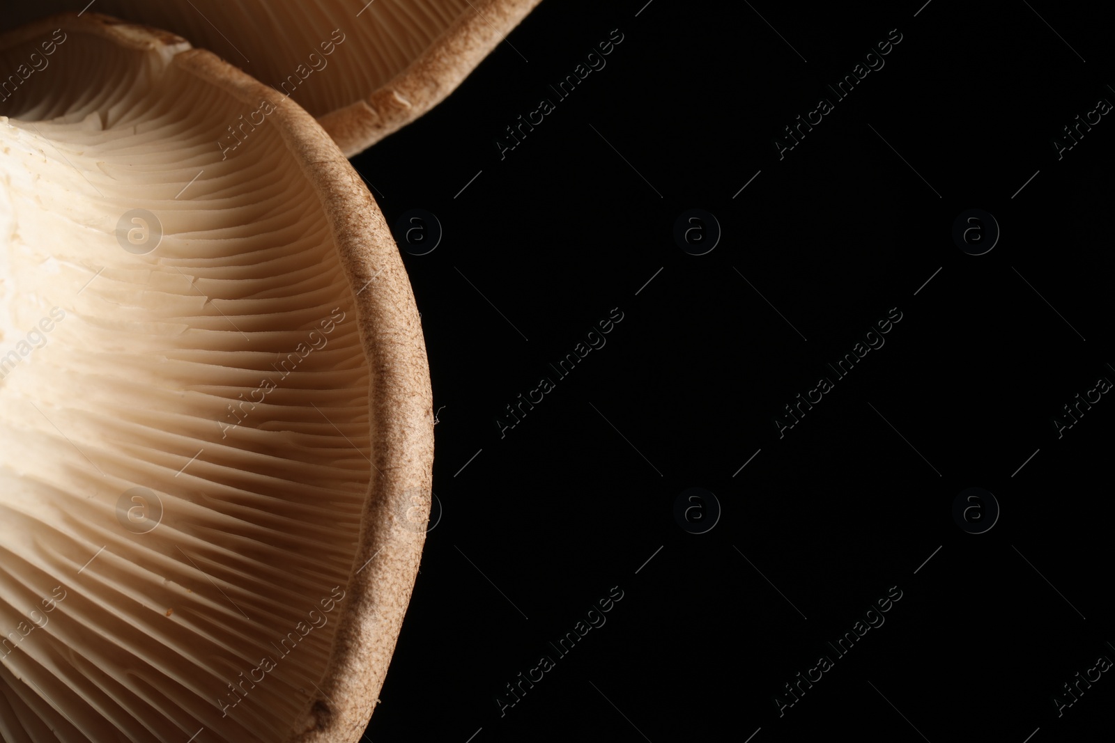 Photo of Macro photo of oyster mushrooms on black background. Space for text