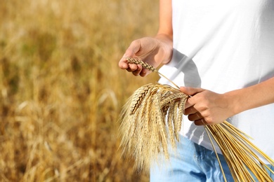 Photo of Farmer with wheat spikelets in field, closeup. Cereal grain crop