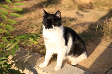 Photo of Cute black and white cat on pavement outdoors. Stray animal