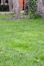 Photo of Fresh green grass in park, closeup view