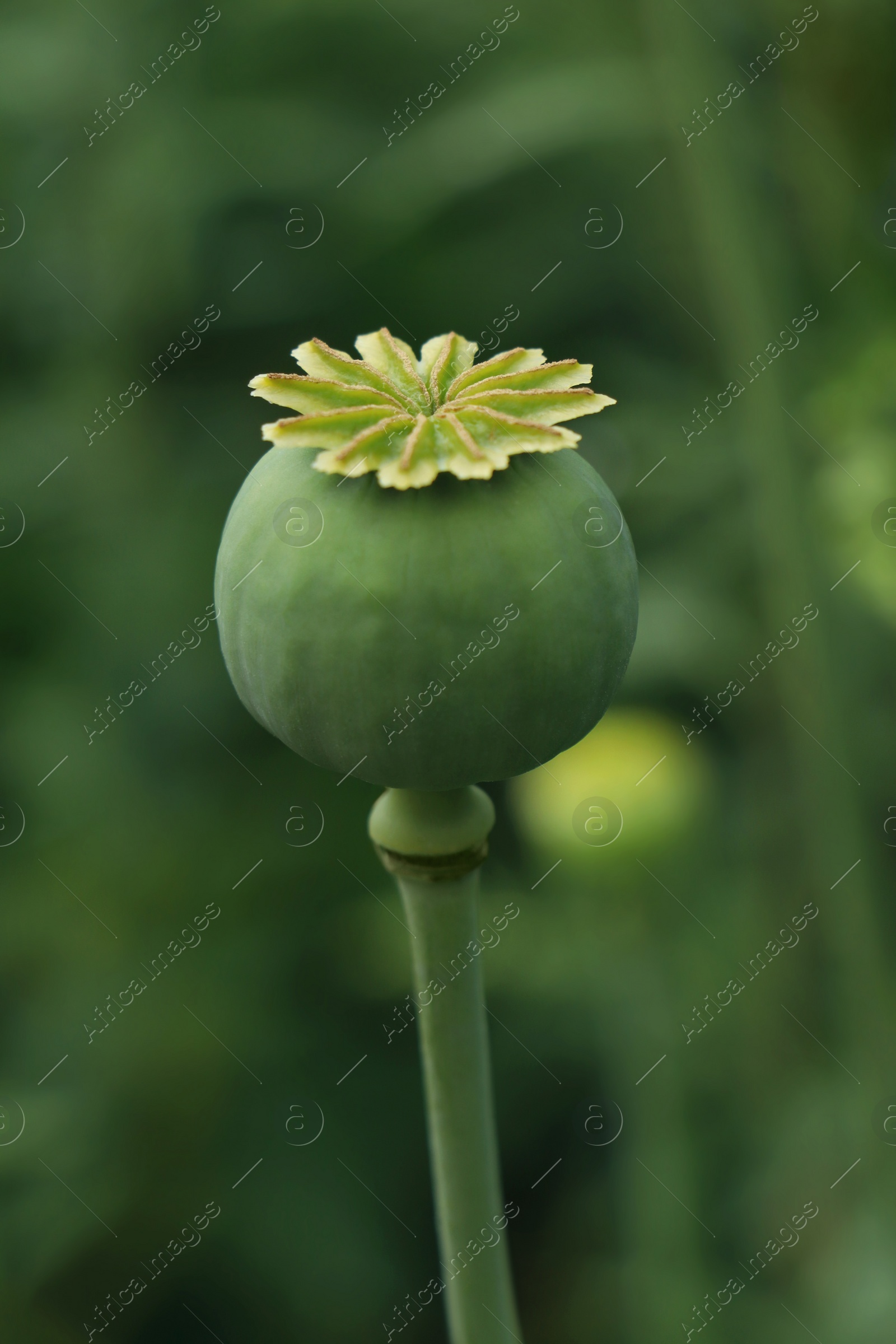 Photo of Green poppy head growing in field, closeup