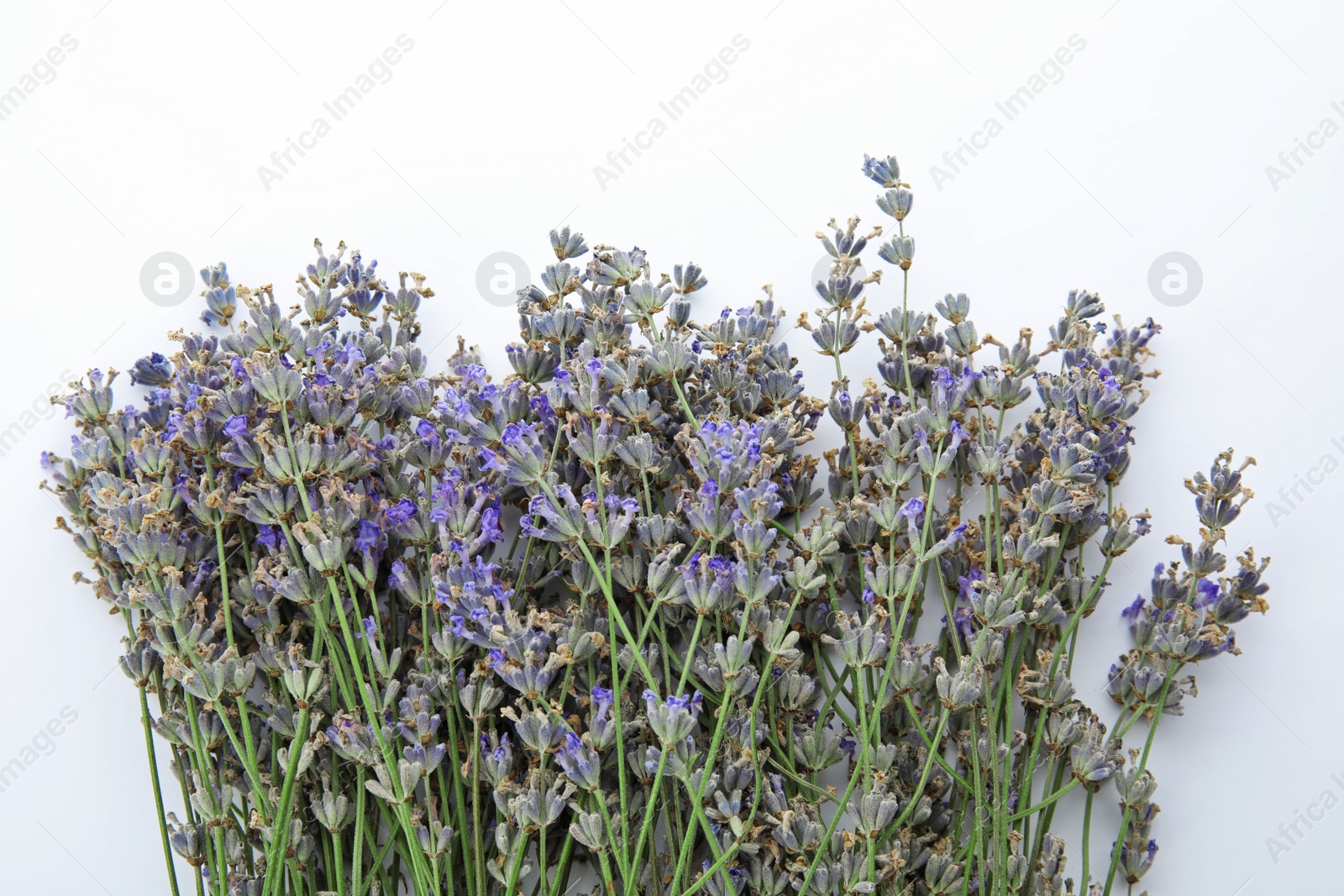 Photo of Beautiful blooming lavender flowers on white background