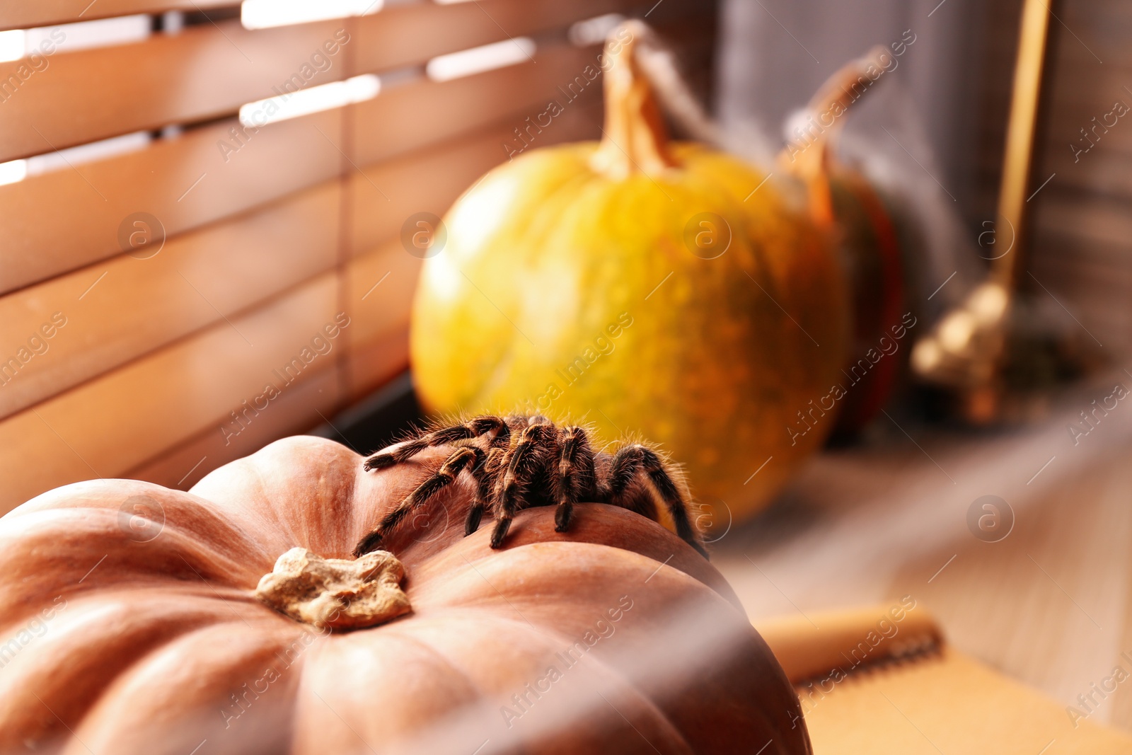 Photo of Striped knee tarantula on pumpkin near window indoors, space for text. Halloween celebration