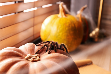 Striped knee tarantula on pumpkin near window indoors, space for text. Halloween celebration