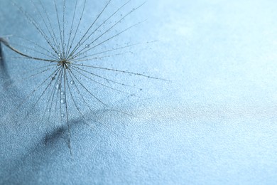 Photo of Seed of dandelion flower with water drops on blue background, closeup. Space for text