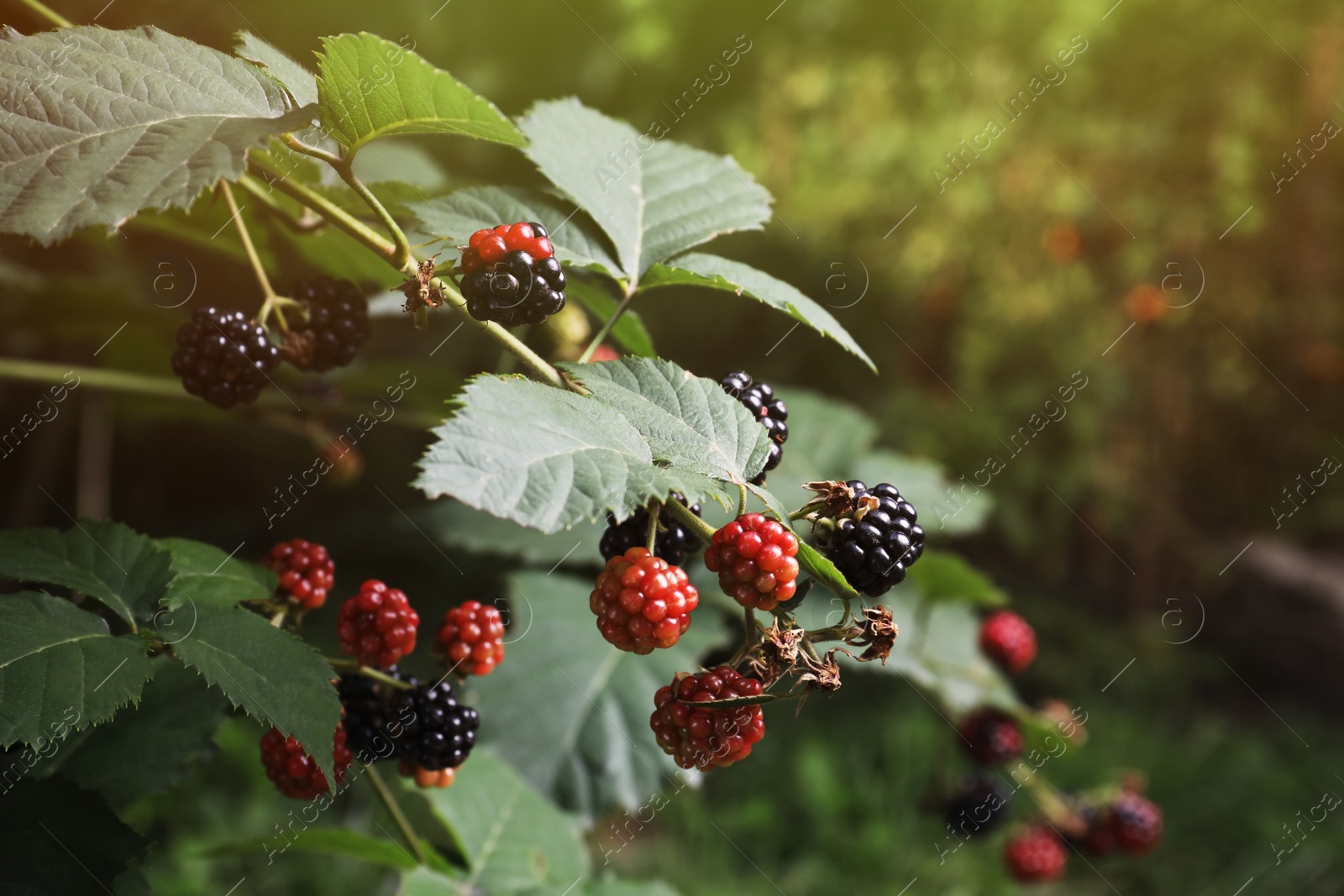 Photo of Branches with blackberries on bush in garden