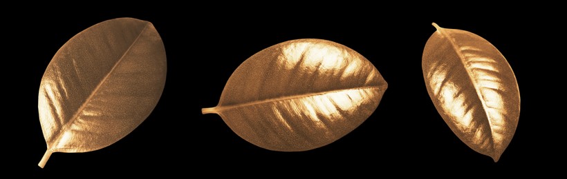 Collage with beautiful gold painted leaves of Ficus Elastica plant on black background, top view. Banner design