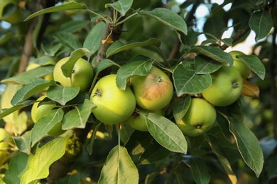 Ripe apples on tree branch in garden