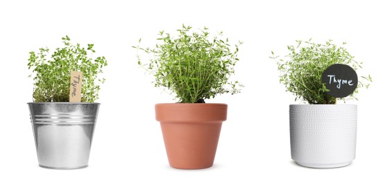 Thyme plants growing in different pots isolated on white