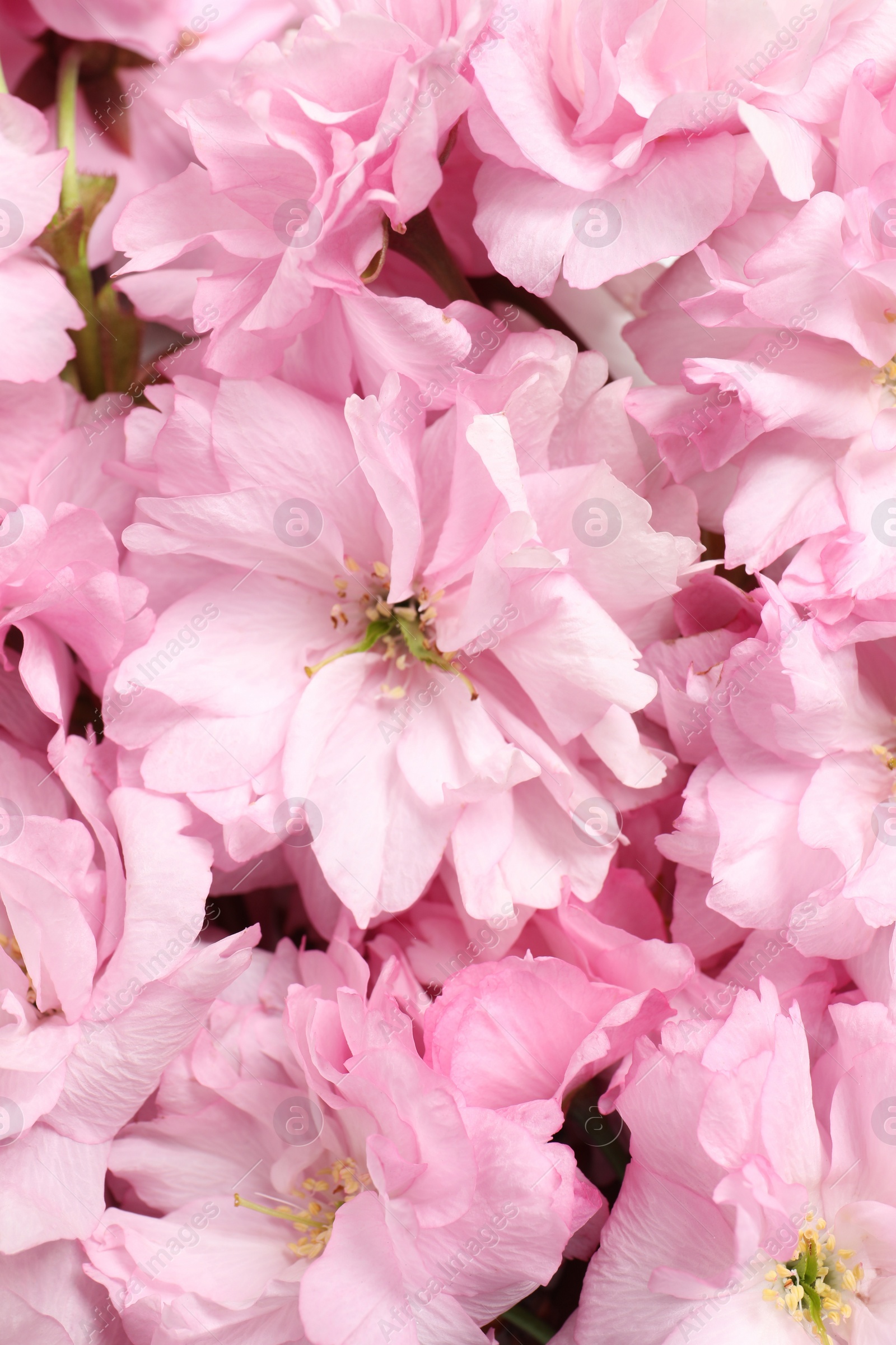 Photo of Beautiful pink sakura tree blossoms as background, closeup