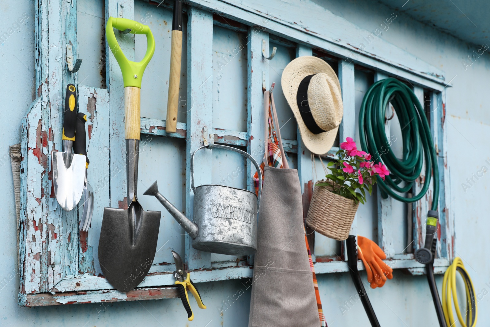 Photo of Beautiful plant, gardening tools and accessories on shed wall