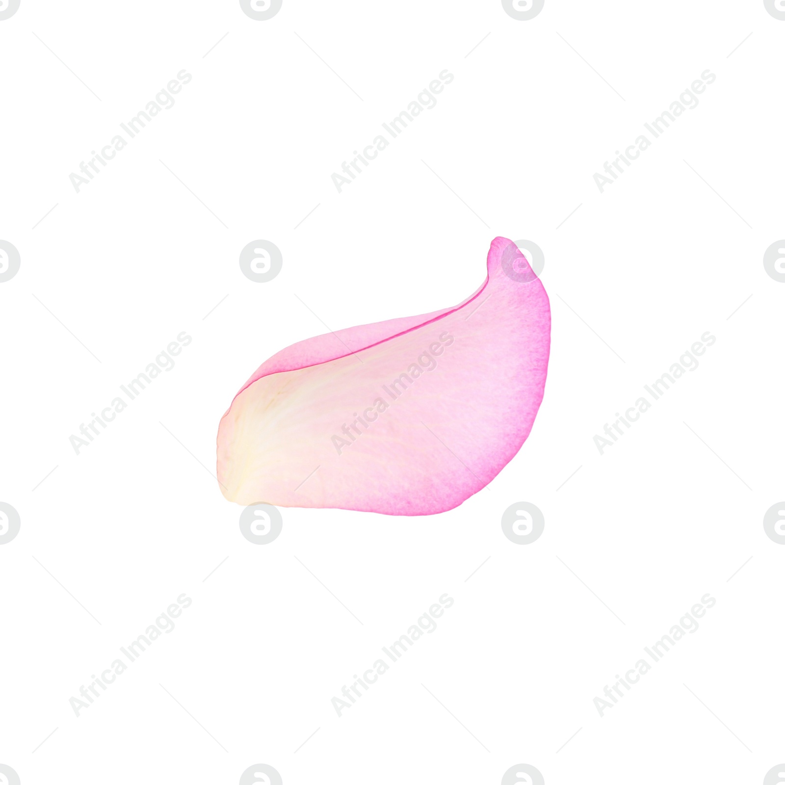 Photo of Tender pink rose petal isolated on white