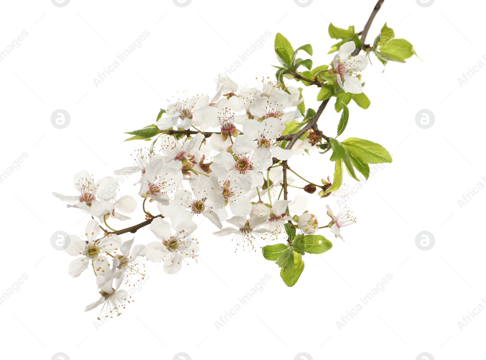 Photo of Cherry tree branch with beautiful blossoms isolated on white