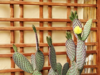Beautiful green cactus with yellow flower indoors