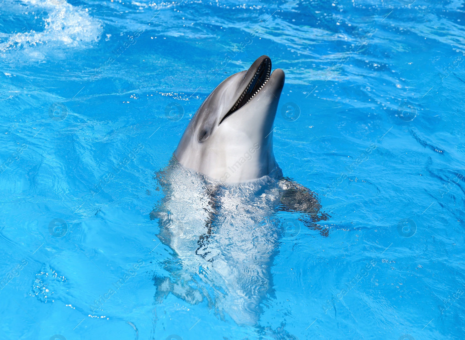 Photo of Dolphin swimming in pool at marine mammal park