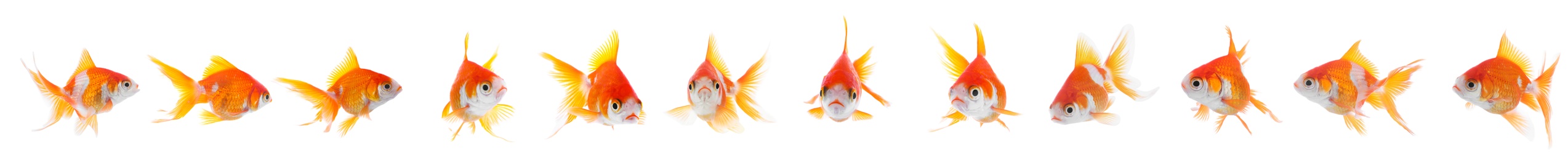 Beautiful bright small goldfish on white background, collage. Banner design