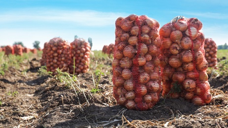 Photo of Mesh bags of onions in field on sunny day