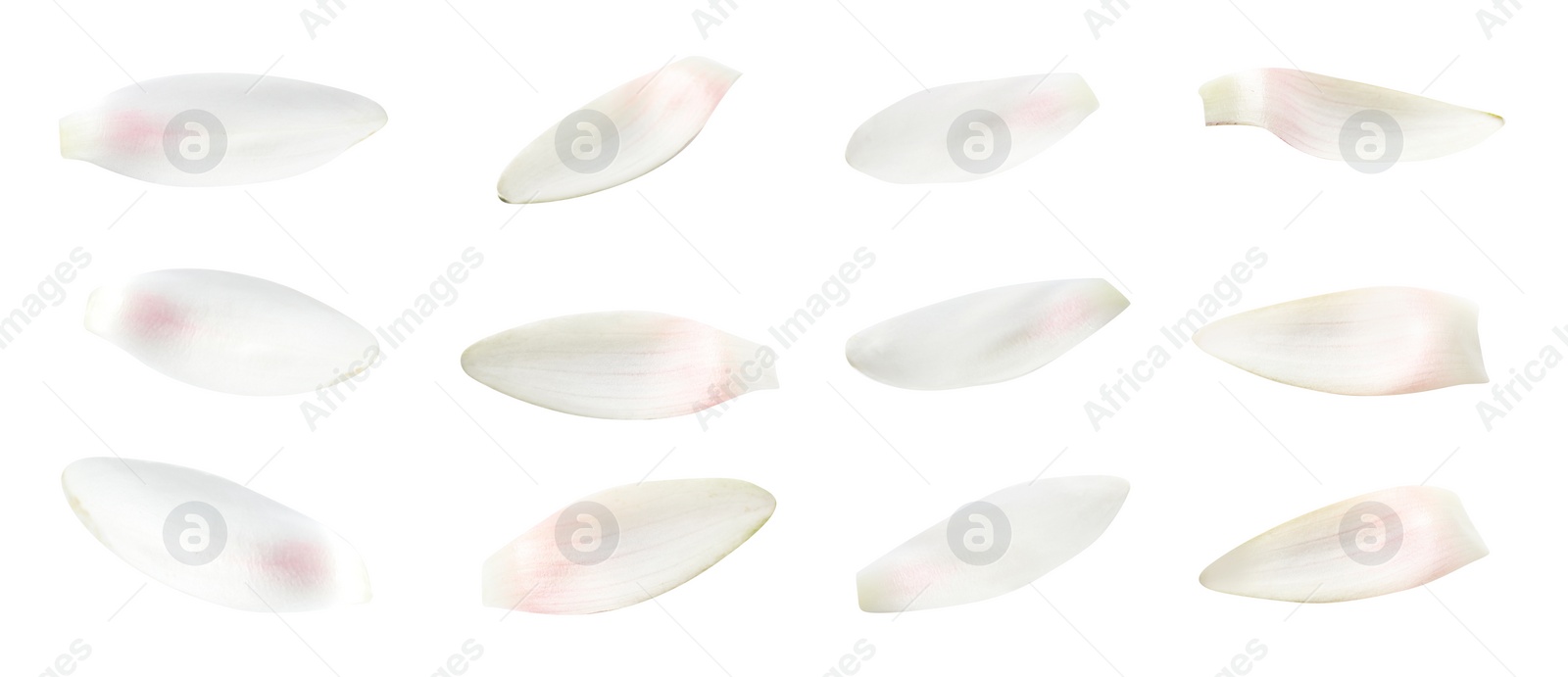 Image of Set of beautiful lotus flower petals on white background. Banner design 