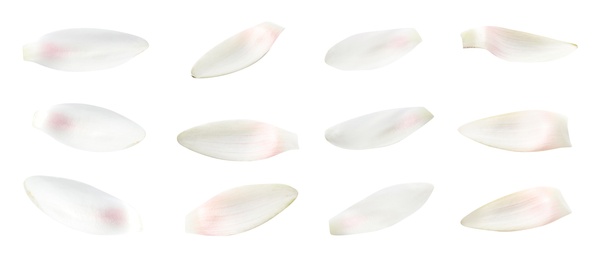 Image of Set of beautiful lotus flower petals on white background. Banner design 