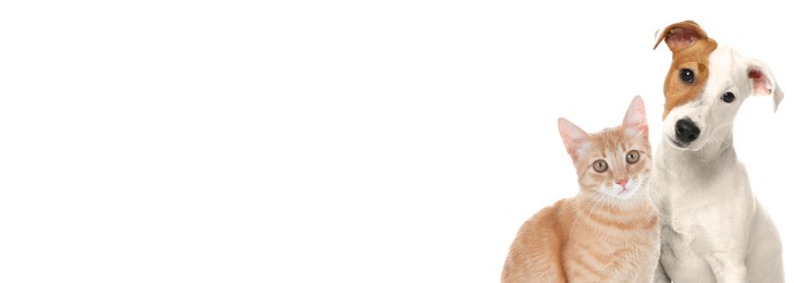 Yellow tabby cat and Jack Russell Terrier dog on white background. Banner design with space for text