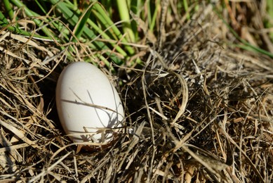 Photo of Nest with duck egg hidden in grass, closeup. Space for text