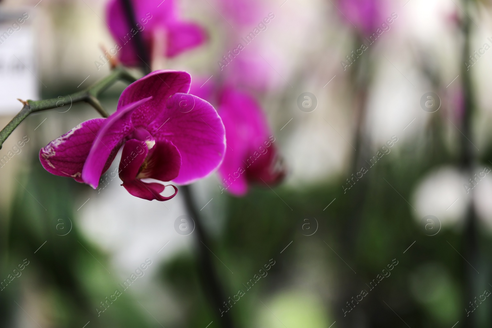 Photo of Beautiful blooming tropical orchid on blurred background, closeup. Space for text