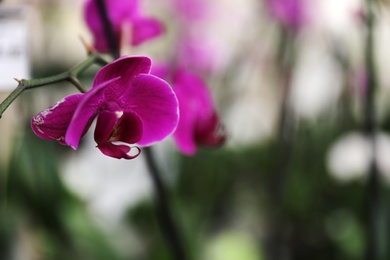 Beautiful blooming tropical orchid on blurred background, closeup. Space for text