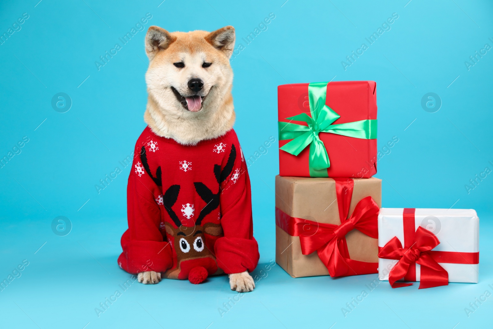 Photo of Cute Akita Inu dog in Christmas sweater near gift boxes on blue background