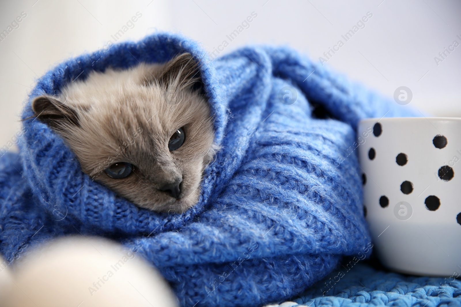 Photo of Cute cat in knitted sweater lying on floor at home. Warm and cozy winter