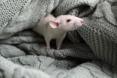 Photo of Cute small rat on green knitted blanket
